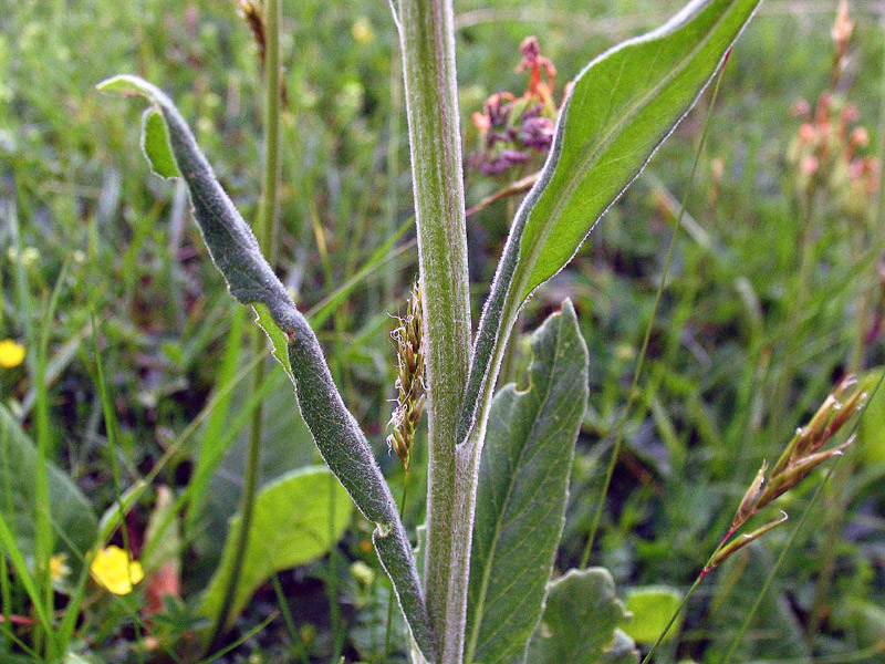 Tephroseris longifolia subsp. gaudinii /Senecio di Gaudin